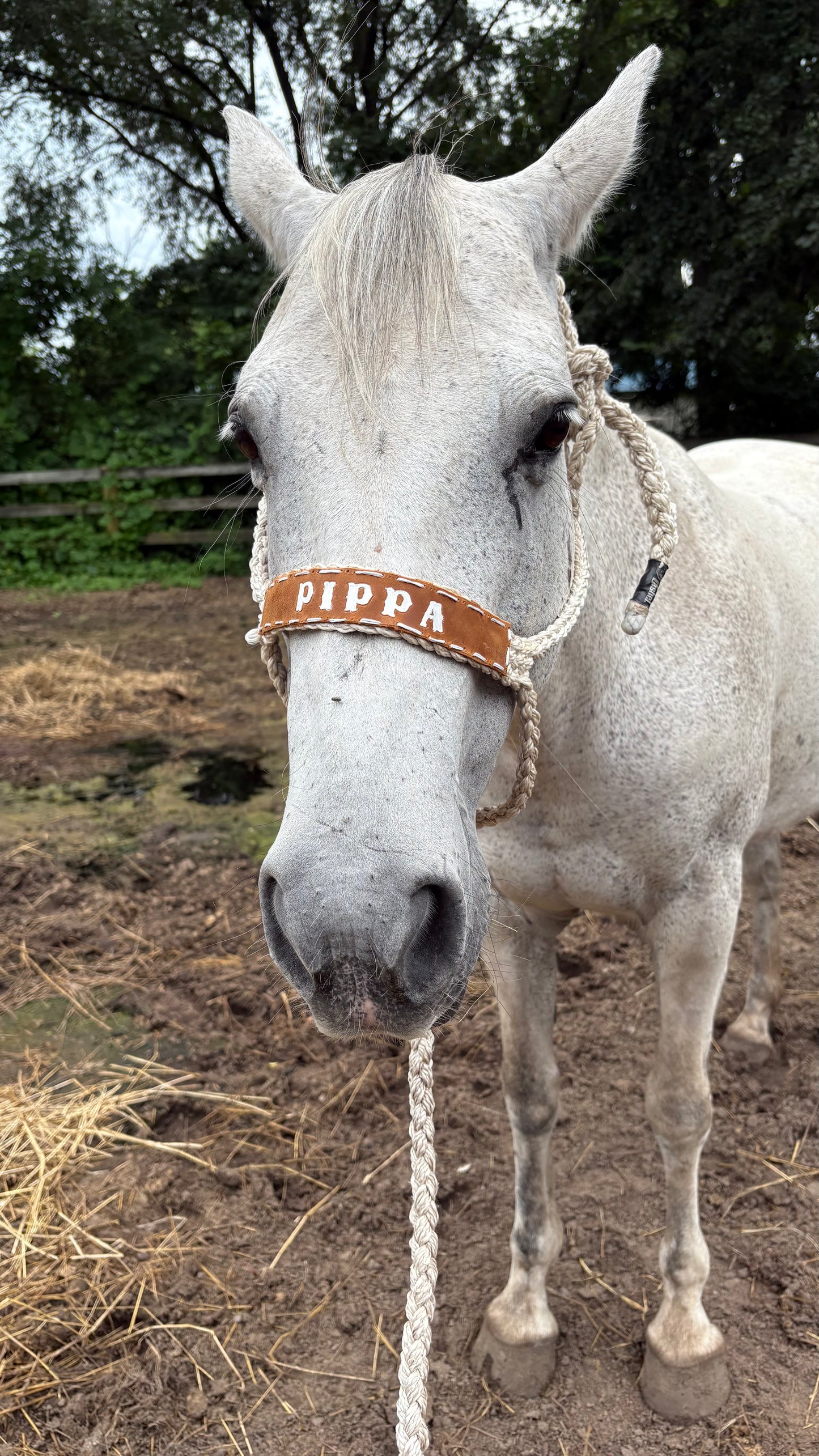 Custom mule tape with leather noseband