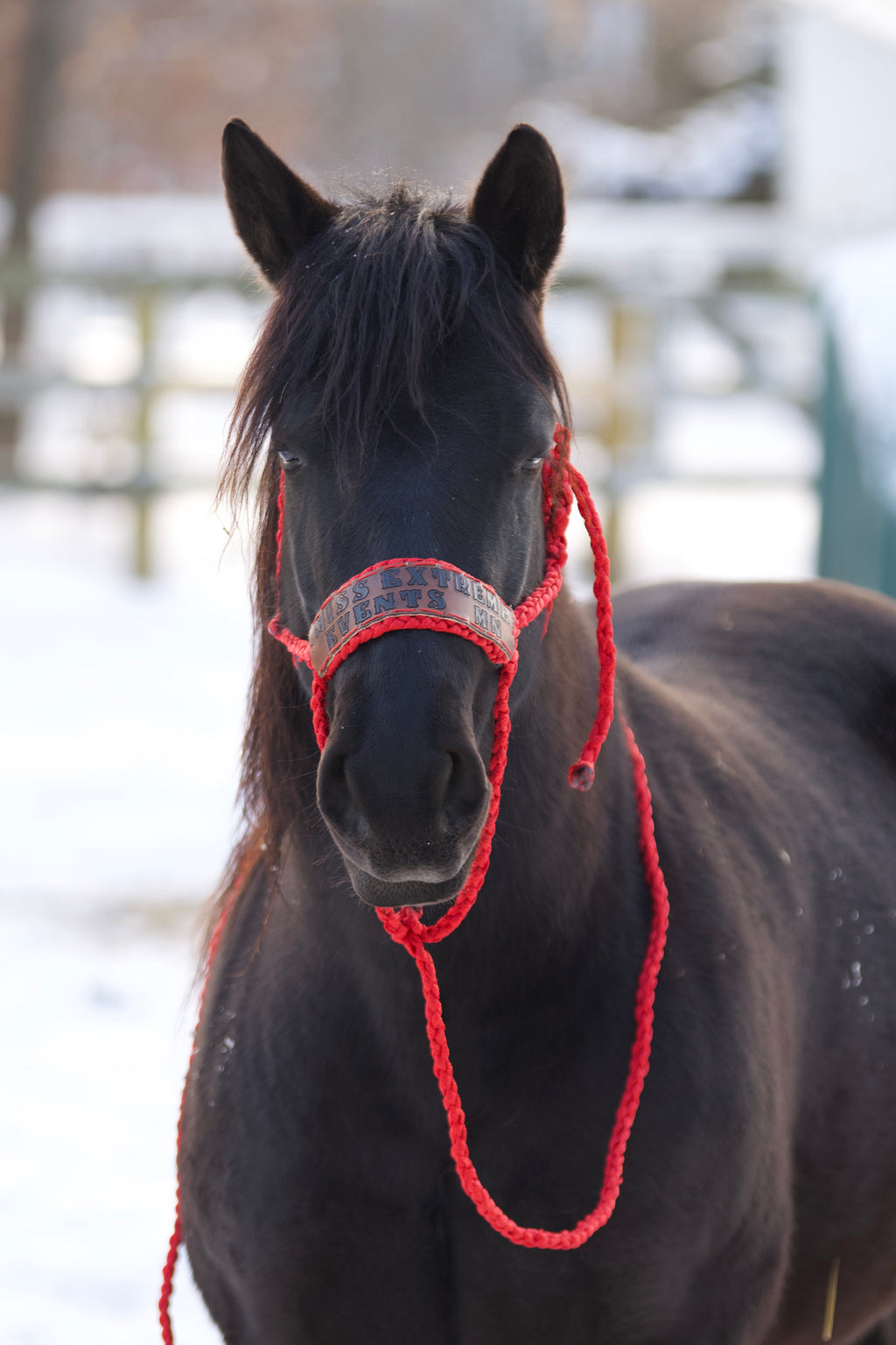 Custom mule tape with leather noseband